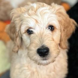 Orange - Apricot male Goldendoodle puppy in Maryville, Tennessee from Twin City Doodles