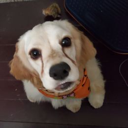 Lucy - Cocker Spaniel