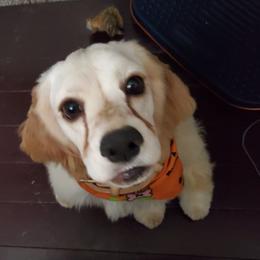 Lucy - Cocker Spaniel