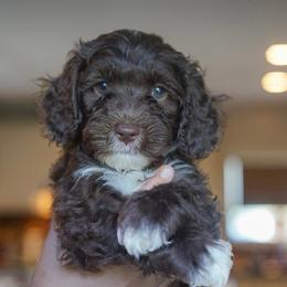 Hero - Chocolate male Australian Labradoodle puppy in Dawson, Georgia from Still Pond Australian Labradoodles
