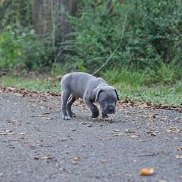 Paarthurnax (Gray Collar) - Gray male Cane Corso puppy in Houston, Texas from Zenith Cane Corso
