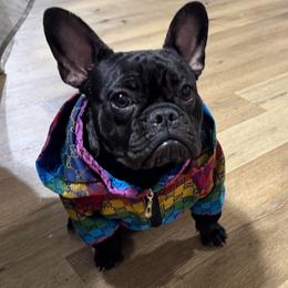 Stormy - French Bulldog