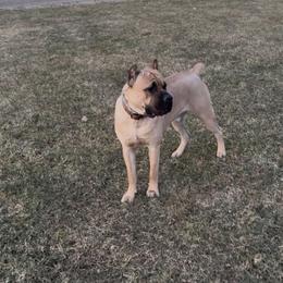 Cane Corso All Grown Up from Mass Cane Corso