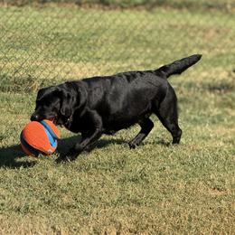 Labrador Retriever All Grown Up from Tidal Retrievers