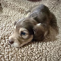 Oscar - Cream male Dachshund puppy in Ranburne, Alabama from Camdox