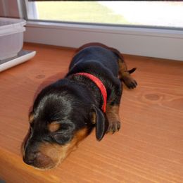 Dachshund Puppies from Muffin Meadows Doxies
