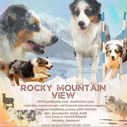 Rocky - Australian Shepherd