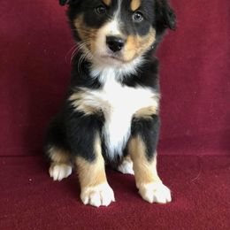 "Ruby x Ben" Australian Shepherd Puppies from Cedar Creek Farm