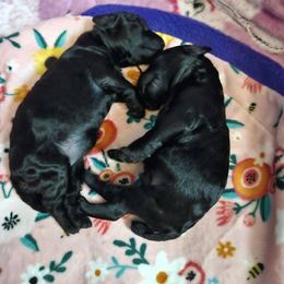 Poodle Puppies from Aurak