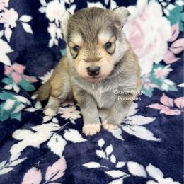 Paterson - Silver and white male Pomsky puppy in Sheffield, Iowa from Clover Ridge Pomskies