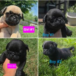Pug Puppies from Stubbys pugs