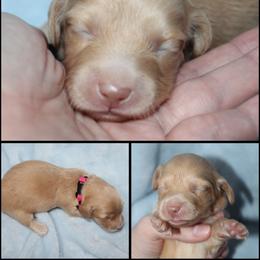 Ruby - Red female Dachshund puppy in South Webster, Ohio from Griffith’s Gorgeous Dachshunds
