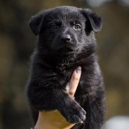 Crow - Bi-color male German Shepherd puppy in Salem, Ohio from von den Kilöff Working German Shepherds