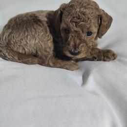 Fin - Red  male Poodle puppy in Lucedale, Mississippi from Simply Poodle