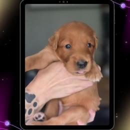 Lime Green Collar - Uri - Yellow female Labrador Retriever puppy in Sumerduck, Virginia from Cedar Mountain Retrievers