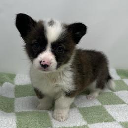 Nebula (brindle) - Brindle and white female American Corgi puppy in Waco, Texas from The Comma Corgis
