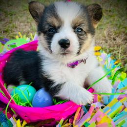 Michael Collins (Mickey) - Black and white female American Corgi puppy in Cocoa, Florida from Cascadian Space Coast Corgis LLC