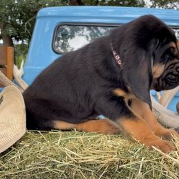 Boy 5 - Black and tan Bloodhound puppy in Vanderpool, Texas from Kiwi Hunting Services