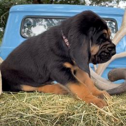 Boy 5 - Black and tan Bloodhound puppy in Vanderpool, Texas from Kiwi Hunting Services