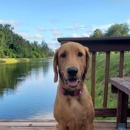 Labrador Retriever All Grown Up from Cedar Mountain Retrievers