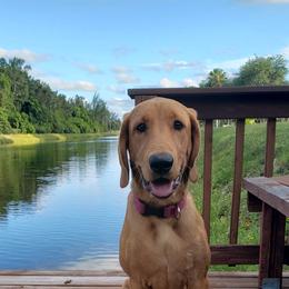 Labrador Retriever All Grown Up from Cedar Mountain Retrievers