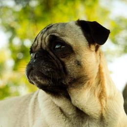 Pugs from Adventure Pug Breeding