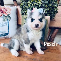 Peach - Wolf sable female Pomsky puppy in Venus, Pennsylvania from Hemlock Pines Pomsky