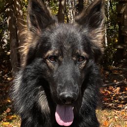 Deagan - German Shepherd