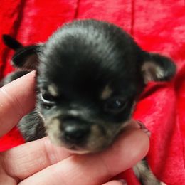 Brownie - Black and tan male Chihuahua puppy in Framingham, Massachusetts from Boston Chi Chis