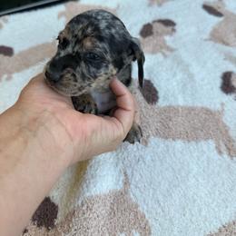 Shorthair dapple female - Dapple female Dachshund puppy in California from Sweetheart Labradors & Mini Dachshunds
