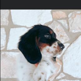 Dachshund Puppies from 2 Knights Doxies