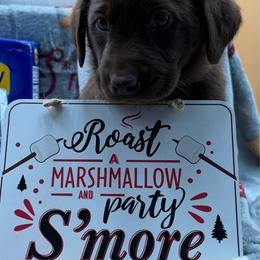 Blue - Chocolate male Labrador Retriever puppy in Heath Springs, South Carolina from Rich Hill Retrievers