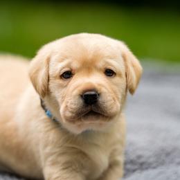 Blue Collar - Yellow female Labrador Retriever puppy in West Newbury, Massachusetts from Riverfront K9
