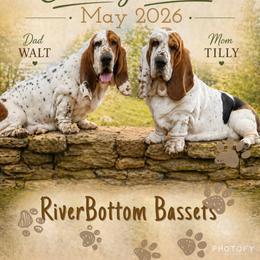Basset Hound puppies from RiverBottom Bassets