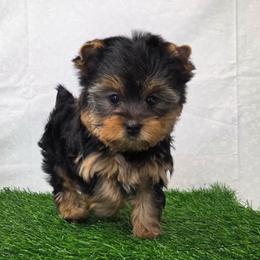 Roamie - Blue and gold male Yorkshire Terrier puppy in Monticello, Iowa from Ashley’s Puppies