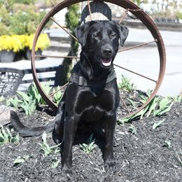 Wedge - Labrador Retriever
