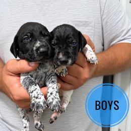 Boy 4 - Liver and white male German Shorthaired Pointer puppy in Dearborn, Missouri from Hardwood Kennels