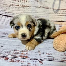 Blue Merle male - Blue merle male Miniature Australian Shepherd puppy in Lemon Cove, California from Magic Ranch Mini Aussies