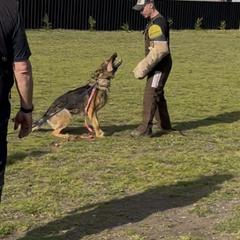 German Shepherd All Grown Up from Struenebach kennel