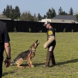 German Shepherd All Grown Up from Struenebach kennel