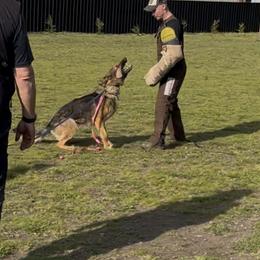 German Shepherd All Grown Up from Struenebach kennel