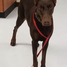 Doberman Pinschers from Cumplido Dobermans