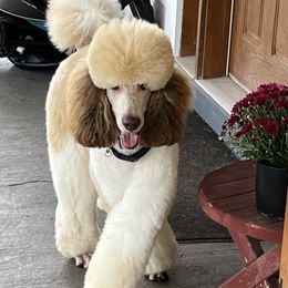 Olaf - Poodle
