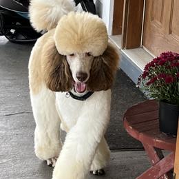 Olaf - Poodle