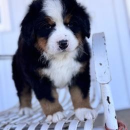 Elinor - Black rust and white female Bernese Mountain Dog puppy in Enterprise, Utah from High Desert Bernese