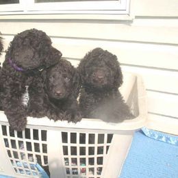 Australian Labradoodle Puppies from Heartland Australian Labradoodles