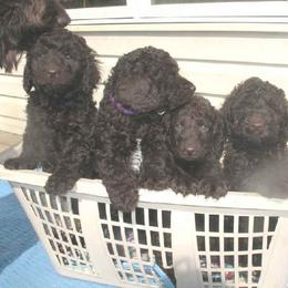 Australian Labradoodle Puppies from Heartland Australian Labradoodles