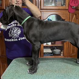 Great Dane Puppies from Hladik Great Danes