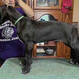 Great Dane Puppies from Hladik Great Danes