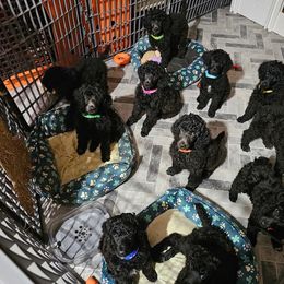 Poodle puppies from Velvet Rain Poodles
